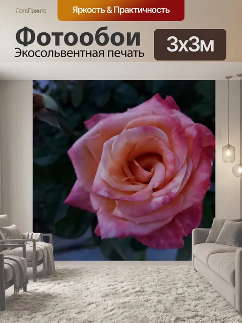Фотообои Розовая роза