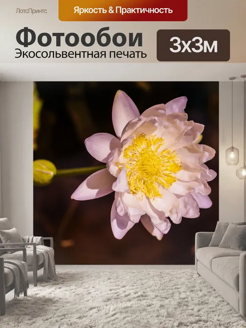 Фотообои Красивый цветок лотоса кувшинки