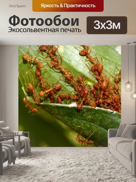 Фотообои Красный муравей Стоковое Фото