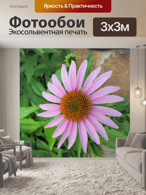 Фотообои маргаритка