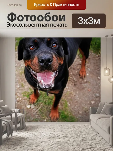 Фотообои Ротвейлер