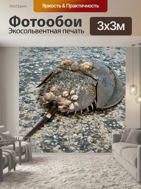 Фотообои мечехвоста