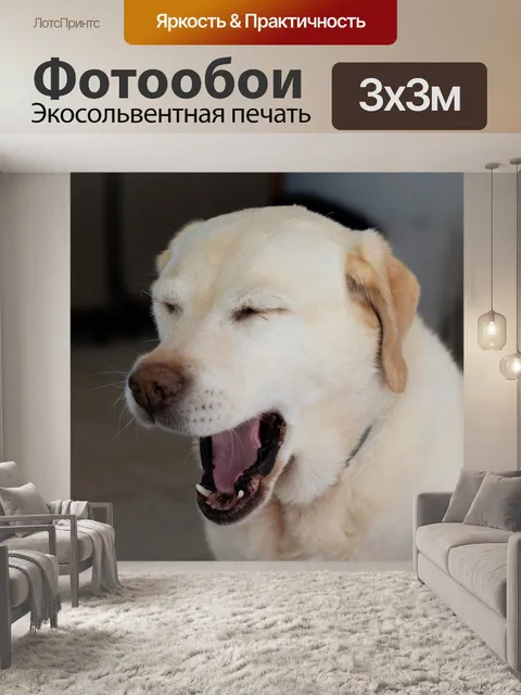 Фотообои Лабрадор