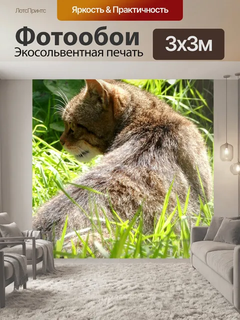 Фотообои Шотландский дикая кошка
