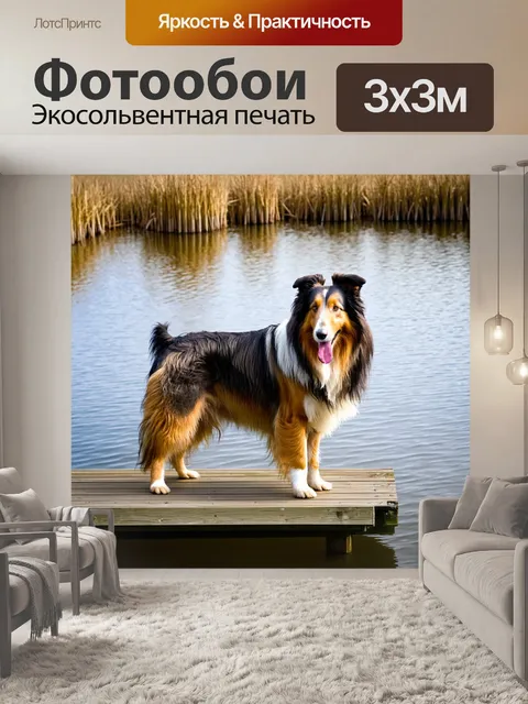 Фотообои грубая колли, стоящая на деревянной мостке над тихим озером в зарослях тростника