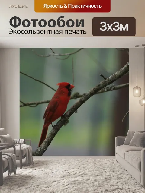 Фотообои Северная кардинал
