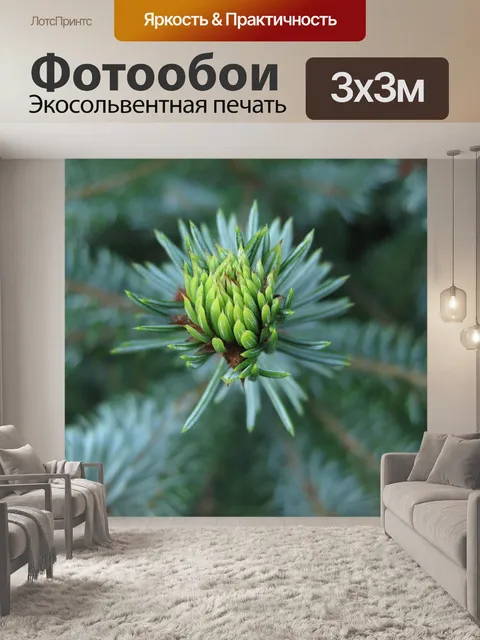 Фотообои Еловые побеги