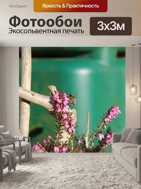 Фотообои Вереск