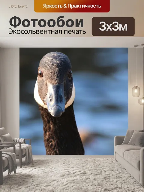 Фотообои Птица