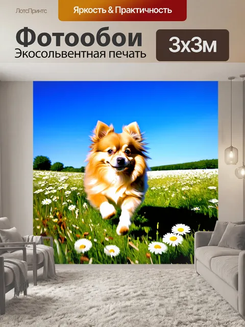 Фотообои пасторальная сцена с померанским шпицем, бегущим по полю с цветущими ромашками, под ясным голубым небом
