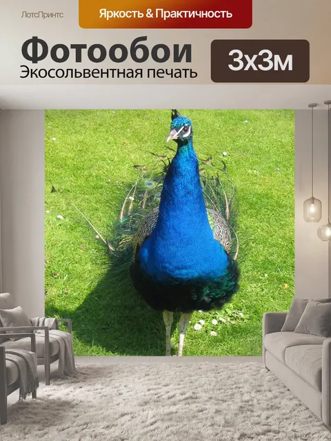 Фотообои Павлин