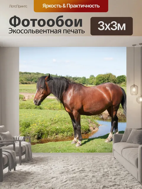 Фотообои Лошадь