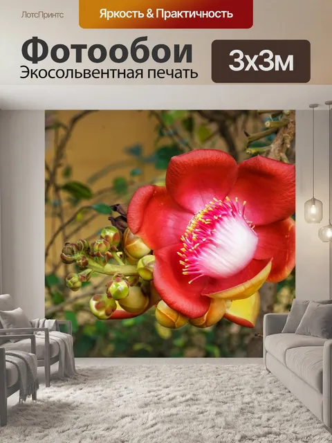 Фотообои Пушечное ядро