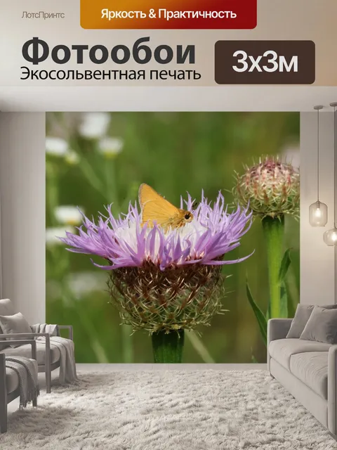 Фотообои Делавэрский шкипер на фиолетовом цветке