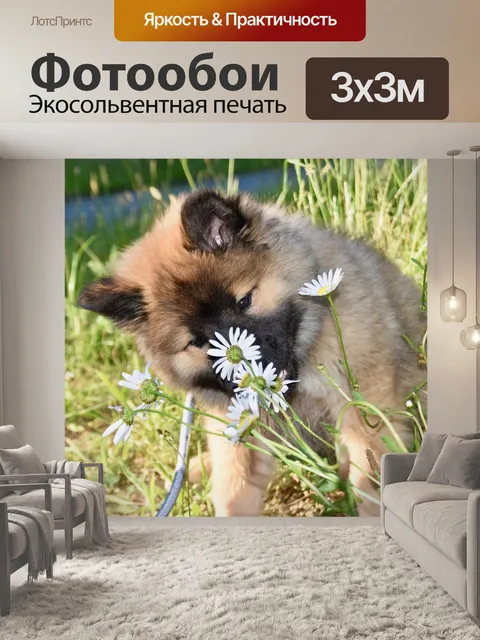 Фотообои Собака