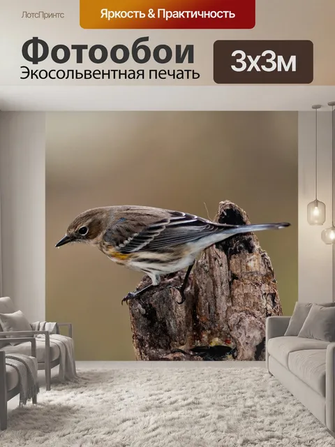 Фотообои Лесной певун