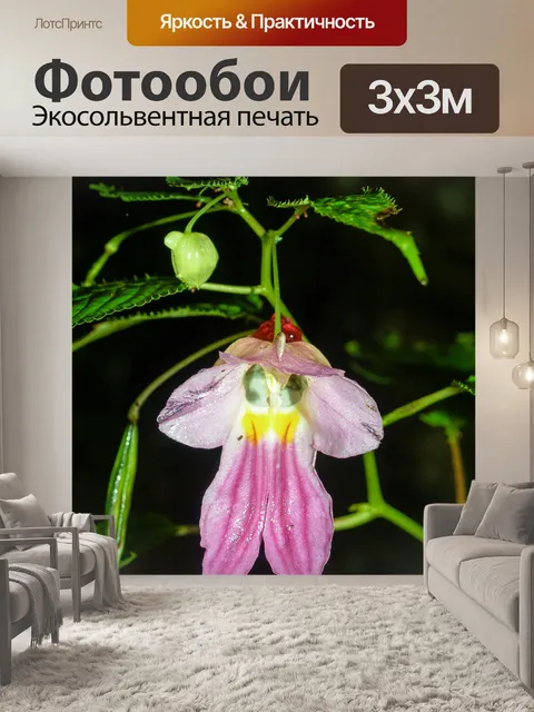 Фотообои Цветок попугая Чианг Дао, Чианг Май