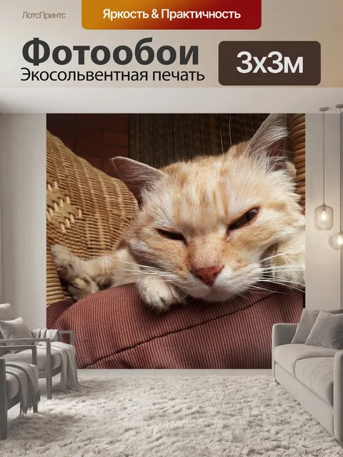 Фотообои Красный кот
