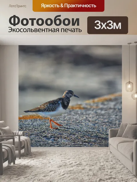 Фотообои Маленький ржанка