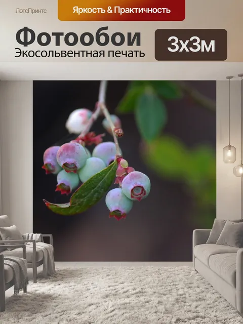 Фотообои гроздь созревающей черники