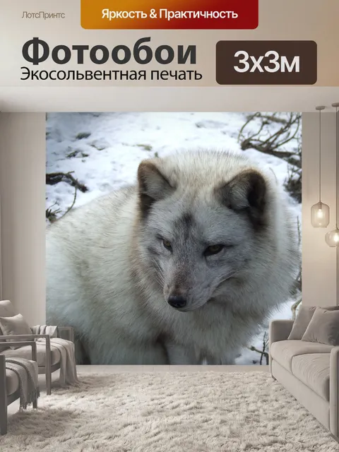 Фотообои Песец