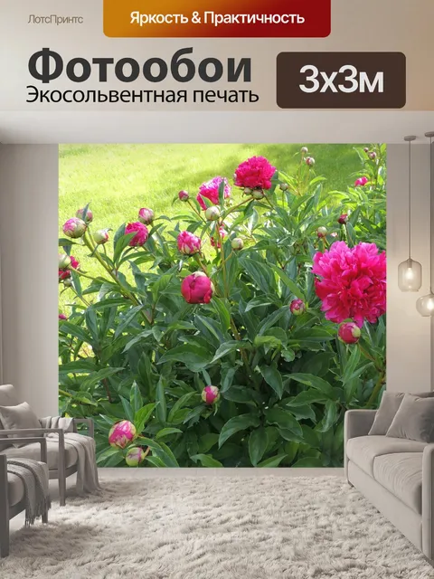 Фотообои Розовые пионы