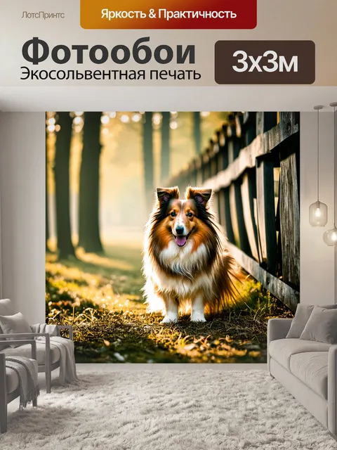 Фотообои шелти, вблизи, позирующий на фоне старого деревянного забора, с налетом тумана и мягким солнечным светом…