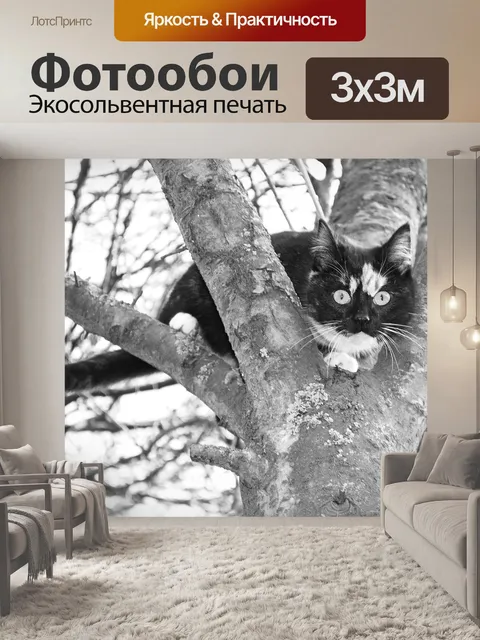 Фотообои Кот