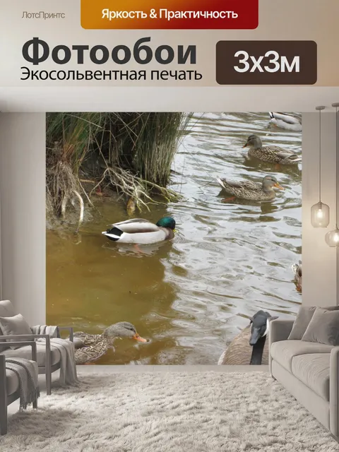 Фотообои Водоплавающих 4