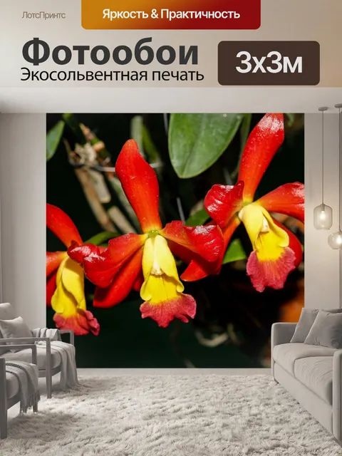 Фотообои Цветок орхидеи