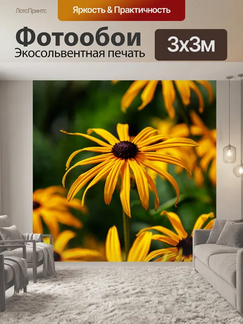 Фотообои Coneflowers, эхинацея цветок