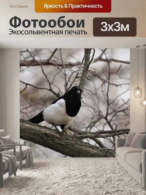 Фотообои Сорока