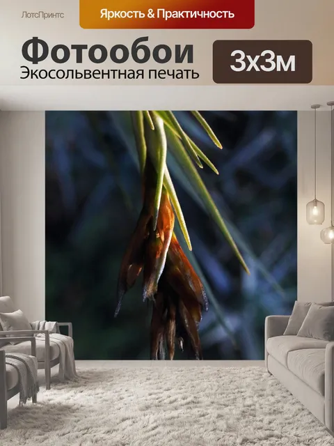 Фотообои остаток разлагающегося цветка эпифита