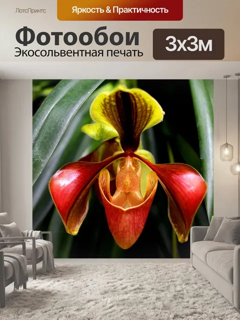 Фотообои Леди тапочка Орхидея Интанон Националь
