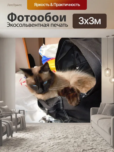 Фотообои Кошка
