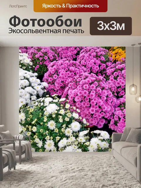 Фотообои хризантемы