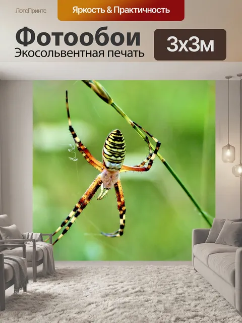 Фотообои Паук