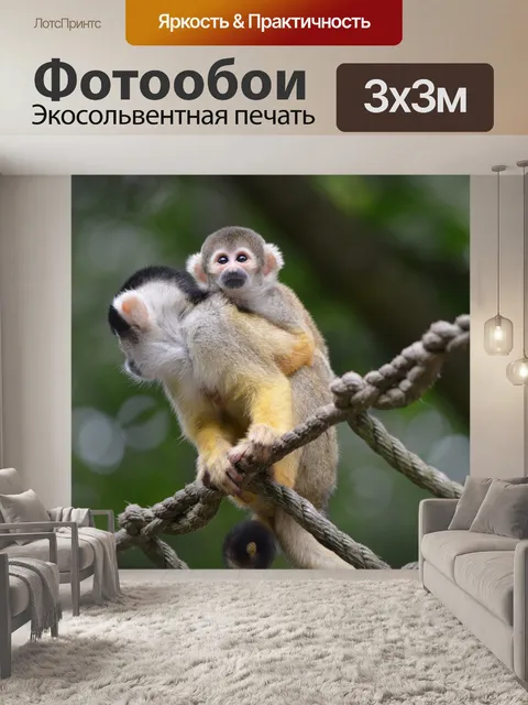 Фотообои Белка обезьяны