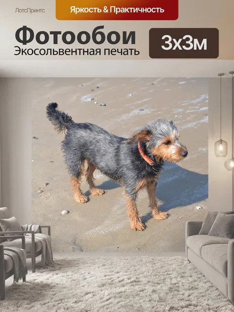 Фотообои Собака на пляже