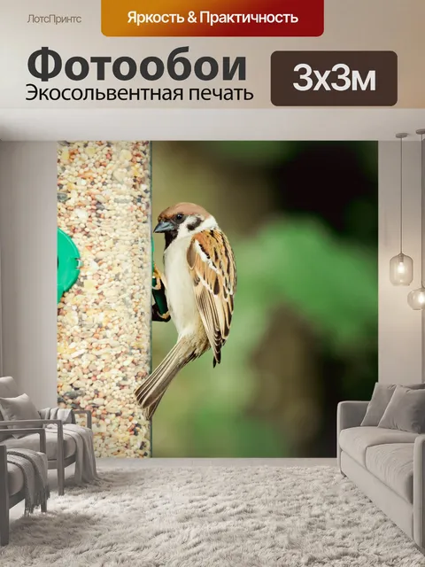 Фотообои Воробей на Птица фидер
