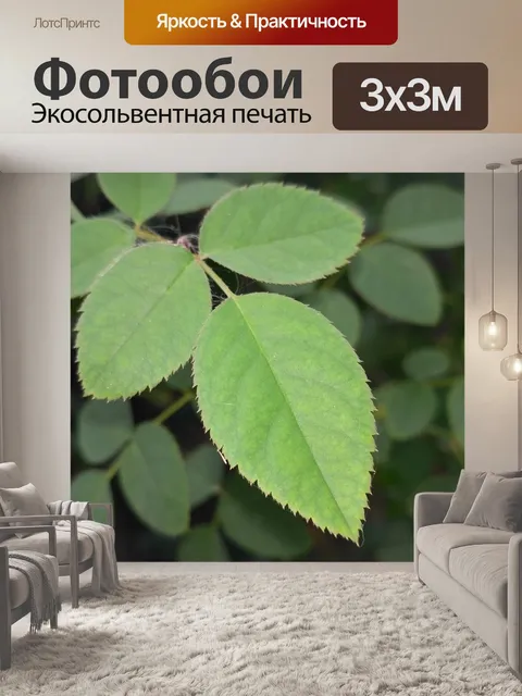 Фотообои Листья розы