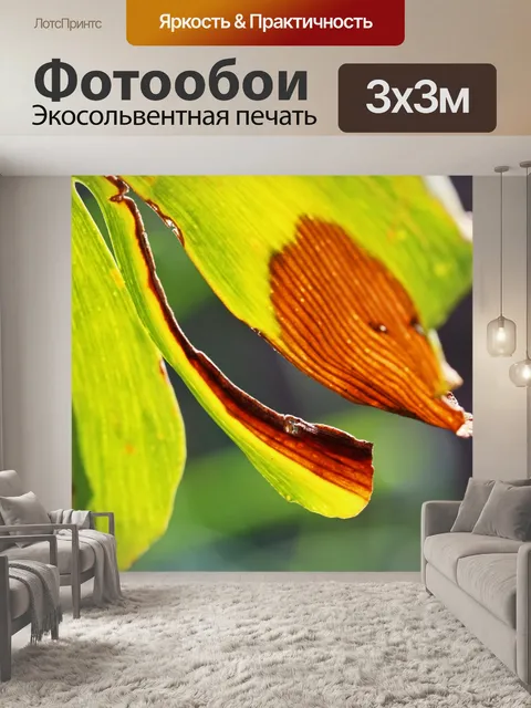 Фотообои разорванный обесцвеченный лист гинкго би