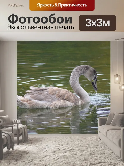 Фотообои Лебедь
