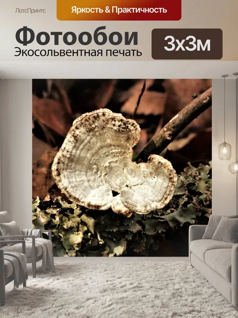 Фотообои Индюк Хвост Грибок и Лишайники