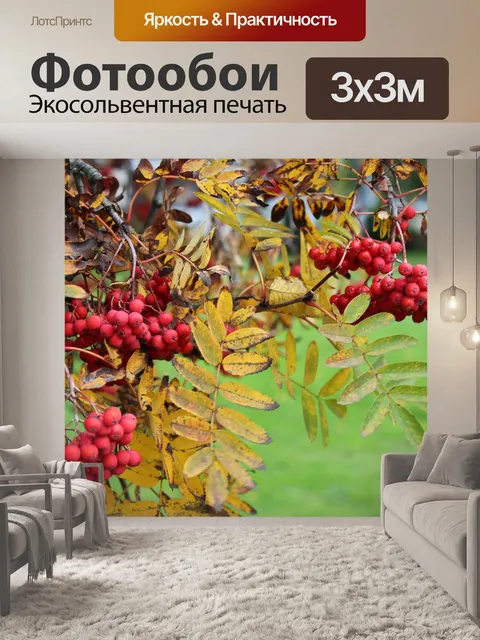 Фотообои Рябина