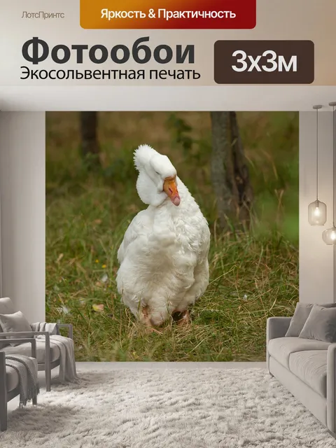 Фотообои Белый гусь
