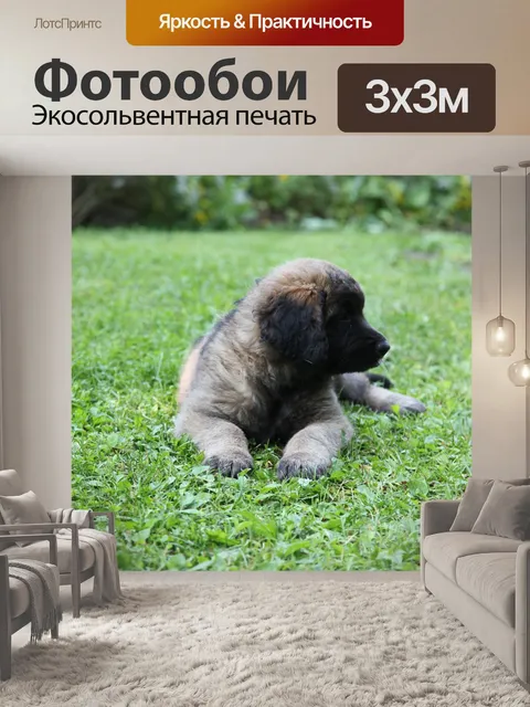 Фотообои Собака