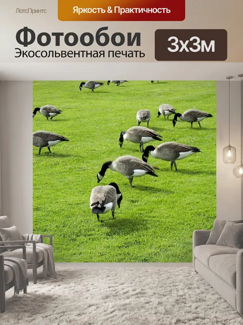 Фотообои Канадские гуси