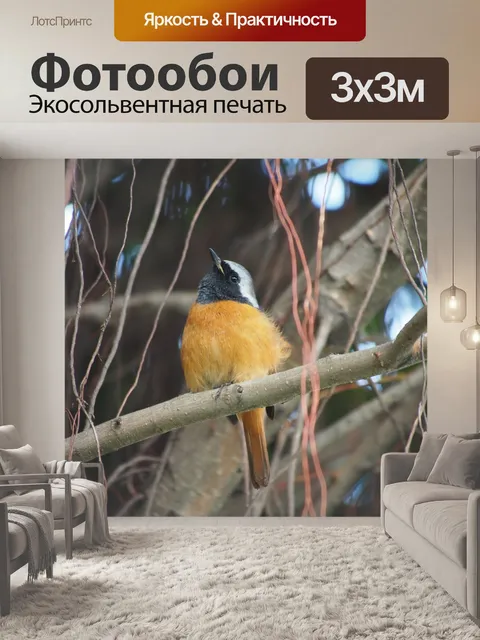Фотообои Желтохвостая малиновка