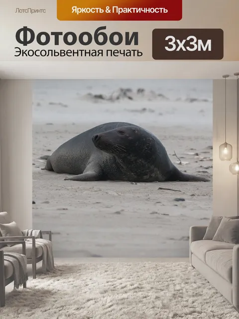 Фотообои Серый тюлень
